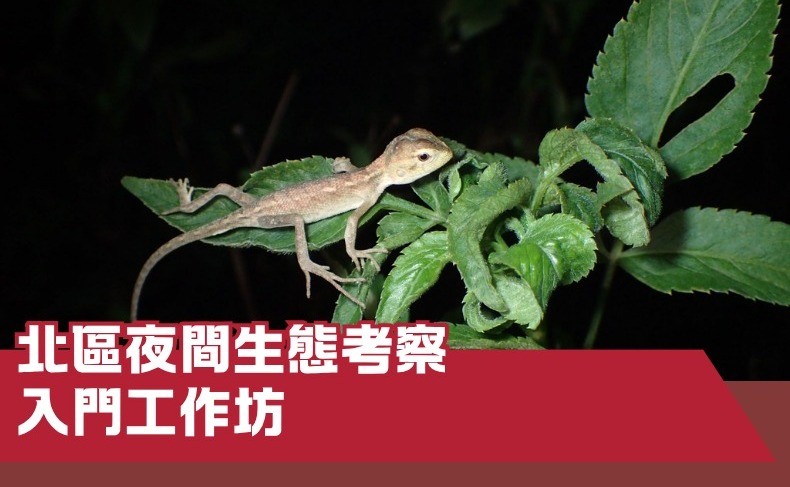 北區夜間生態考察入門工作坊 – 第三期