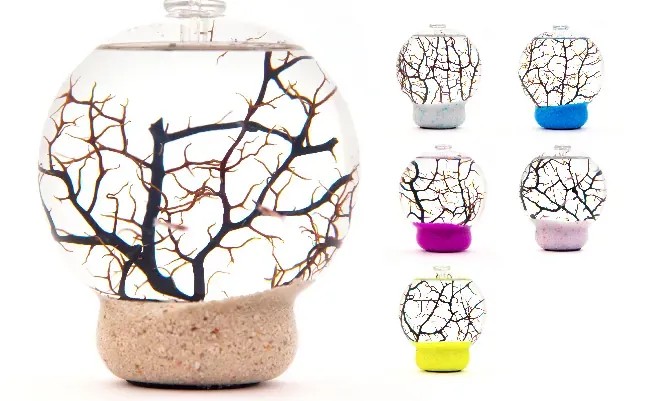 Ecosphere 生生不息生態球