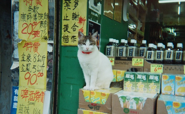 捕捉社區動物攝影小隊