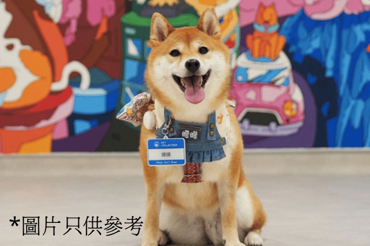 Summer GO!愛護動物協會