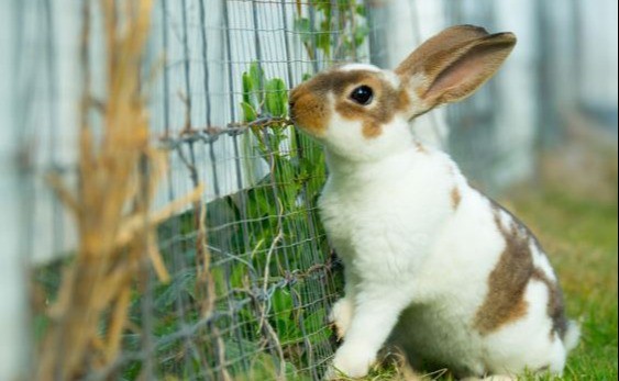 動物「橫」町 – 談‧兔自然