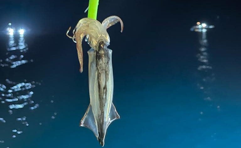夜遊西貢chok墨魚