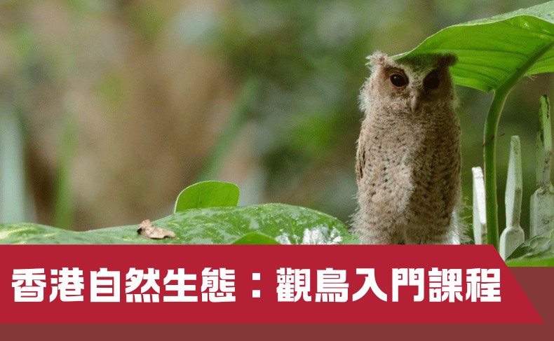 香港自然生態：觀鳥入門課程（第一屆）
