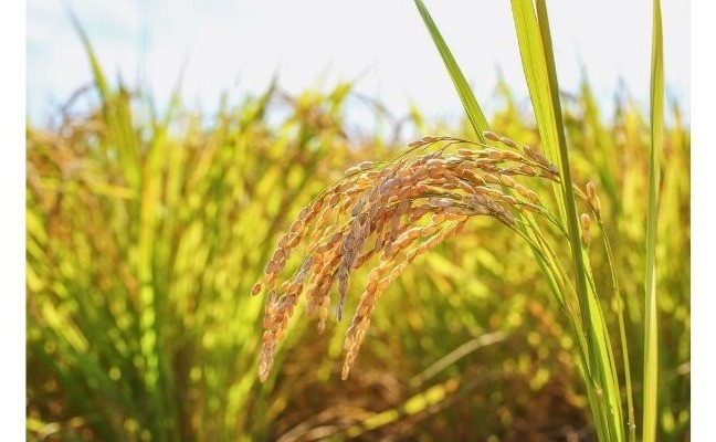二澳水、田、農、林、生態日(一)